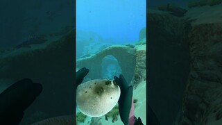 Pufferfish in Subnautica