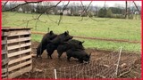 Funny 4 Pigs, Watch Until The End.