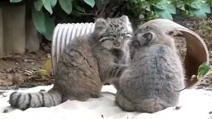 [Animals]Two five-month-old Pallas cats are so chubby and fluffy!