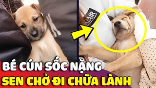 Khuôn mặt bất lực của bé cún khi đang NGHỈ MÁT dưới quê mà bị Sen BẮT ĐI CHỮA LÀNH 😅 | Gâu Đần