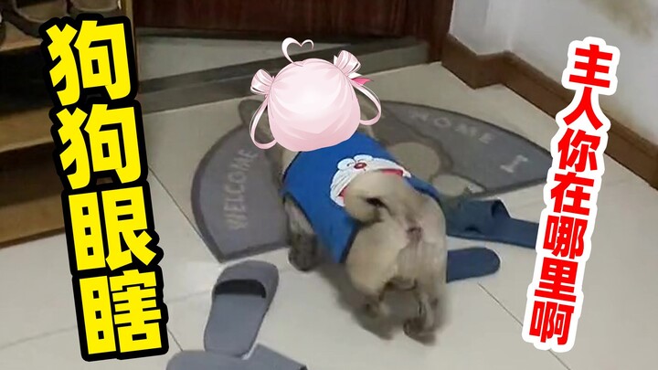 狗狗眼瞎了也是会找不到主人的！！！