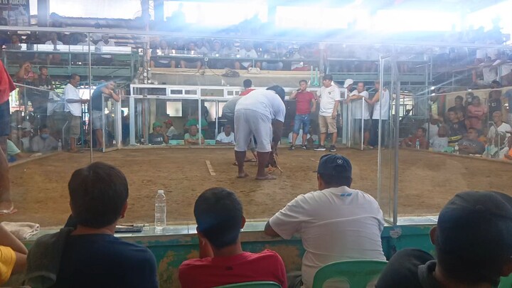 asil vs banded cock