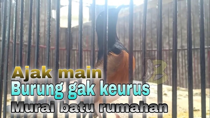 Ajak main Burung Murai batu rumahan yang gak keurus