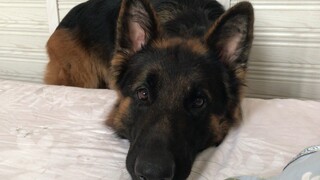 [Dogs] If Your German Shepherd Can't Wake You In The Weekend