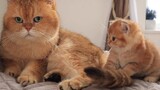 Drama|Cute Cats