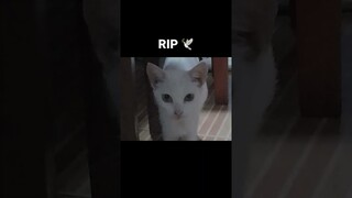 RIP Letuzawa Cat 🕊️😭