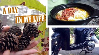 A day in my life vlog 3 - Sống 1 mình thì làm gì? - vào rừng nhặt thông hái hạt màu nấu ăn