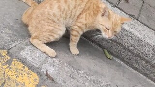 学猫叫竟然把猫整干呕了