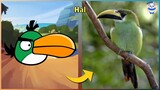 Angry Birds Characters In Real Life