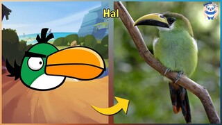 Angry Birds Characters In Real Life