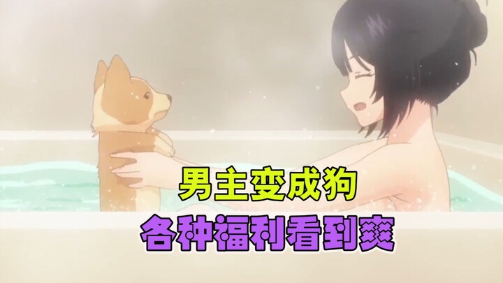 一月新番，男主变成狗被身材很哇塞的美女捡走，各种福利看到爽《生而为狗，我很幸福》