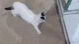kucing  putih