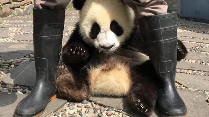 【Panda】Feeding technique
