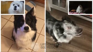 Minecraft Mashup but Dogs Sung It (Doggos and Gabe)  APRIL FOOLS