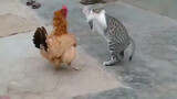 [Cats] Don't Mess With A Rooster