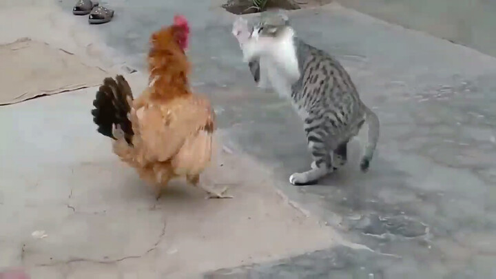 Bahkan Kucing Menjadi Adik Begitu Ayam Marah