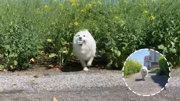 A happy day for a snow-white sheep dog
