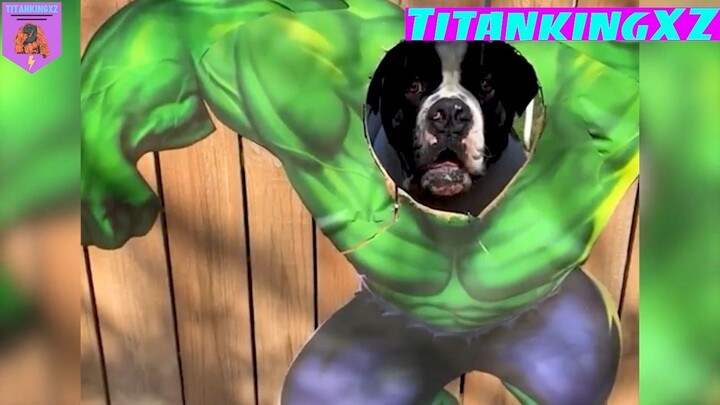 Hulk dogggggggggggg #dongvatvuive