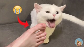Funniest Cat Videos That Will Make You Laugh #2| MEOW