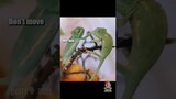 🦎 Hilarious Reptile/Amphibian Voiceover Compilation #dustydubs #voiceover #shorts