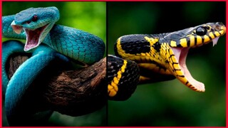 Snakes Hunting.