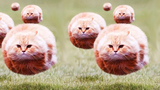 วิดีโอแมวที่สนุกที่สุดที่จะทำให้คุณหัวเราะ 35 แมวตลก
