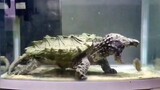 [Hewan] Kura-kura penggigit: Kau tak tahu apa pun tentang kekuatan!