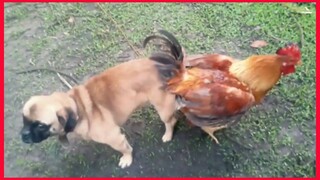 Chicken Vs Dog