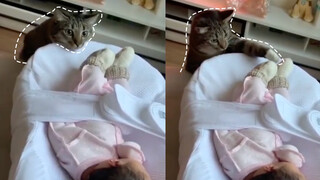 Kucing: Anak Manusia Sungguh Lemah, Biarlah Aku Melindungi Mereka!