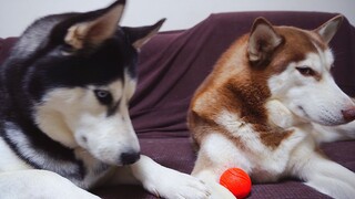 [Loài vật] [Chó] Tình bạn "giả tạo" giữa hai chú chó Husky