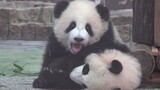 Cute Pandas Fighting with Each Other