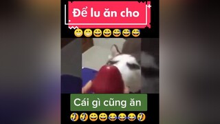 giảitrí chócute chómèohàihước  Lu thần thánh