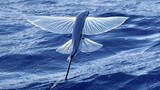 [Kumpulan Hewan] Kisah ikan terbang bertahan hidup di laut