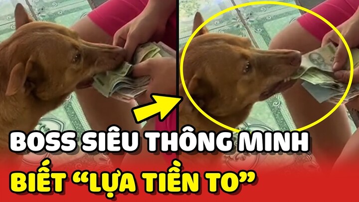 Chú chó SIÊU THÔNG MINH chỉ thích "LỰA TIỀN TO" để đi mua sữa 😂