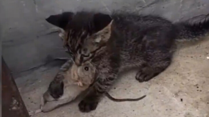 Kucing itu benar-benar ahli dalam menangkap tikus. Dia keluar bekerja tanpa kehilangan botolnya!