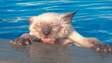 Cat vs Water - แมวมหากาพย์เกลียดการตกน้ำ