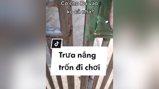 Thế có bực không cơ chứ. cunyeucuadua yeucho yeuchomeo cún cúncon chó chómèo chócon chókhôn yeuchomeo chócute pet dog dogsoftiktok dogg