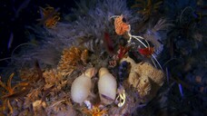 [Tập 2 - Thuyết Minh] Đại dương sâu thẳm 2 - Blue Planet 2 E02