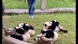 panda is life