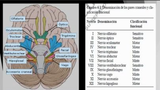 Las características del sistema nervioso central