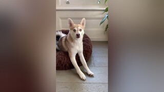 He’s got the voice of an angel 😇 funnypets alaskankleekai