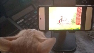 cat watching tom and Jerry