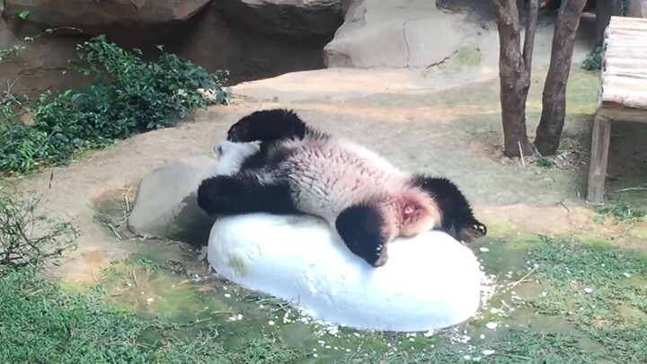 [Animals]The panda happily playing with ice cubes|<雷炎竜吼える>