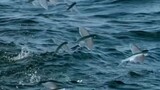 TORANI FLYING FISH ATAU IKAN TERBANG - Ikan Yang Dapat Terbang di Udara