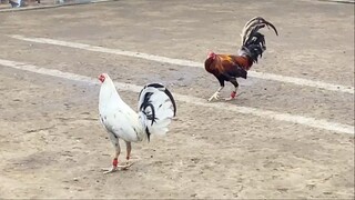 WHITE HACKLE DOME VS SWEATER 110K PARADA NAKSAHAN #2hits ulutan LUCENA VS LUSIANA #SABONG