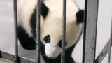 当大熊猫学会越狱！