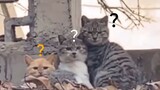 Cat confusion behavior