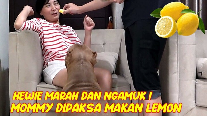 HEWIE PITBULL MARAH DAN NGAMUK ! LIAT MOMMY DIPAKSA MAKAN LEMON #hewiepitbull
