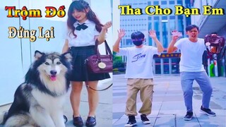 Dương KC | Ngáo Bảo Bảo #2 | chó thông minh đáng yêu | cute smart dog pet | Thú Cưng TV