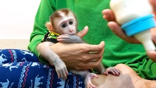 Mom Feed cut baby monkey Mino milk